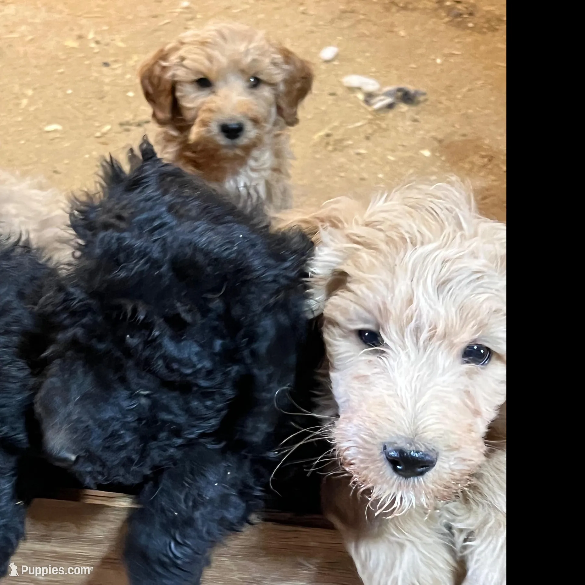 Noel, a female Labradoodle for sale in Pelzer, SC – Photo 3 of 6