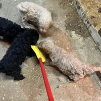 Noel, a female Labradoodle for sale in Pelzer, SC – Photo 1 of 5