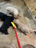 Noel, a female Labradoodle for sale in Pelzer, SC – Photo 4 of 6