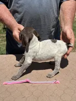 Pink girl, a female German Shorthaired Pointer for sale in Pelzer, SC – 4 of 6