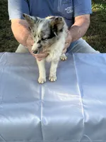 Blue, a male Shetland Sheepdog for sale in Pelzer, SC – 3 of 10