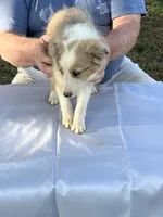 Sweetie , a female Shetland Sheepdog for sale in Pelzer, SC – 3 of 9