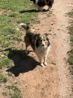 Sweetie , a female Shetland Sheepdog for sale in Pelzer, SC – 9 of 9