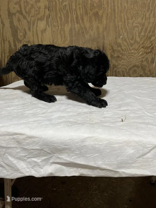 Ben, a male Labradoodle for sale in Pelzer, SC – Photo 1 of 10