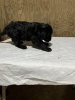 Ben, a male Labradoodle for sale in Pelzer, SC – Photo 1 of 10