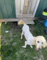 Ben, a male Labradoodle for sale in Pelzer, SC – Photo 7 of 10