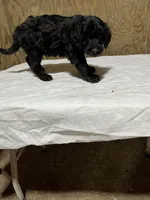 Ben, a male Labradoodle for sale in Pelzer, SC – Photo 3 of 10