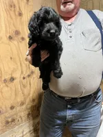 Ben, a male Labradoodle for sale in Pelzer, SC – Photo 2 of 10