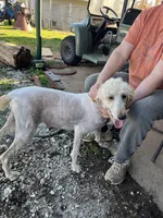 Ben, a male Labradoodle for sale in Pelzer, SC – Photo 9 of 10