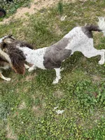 Ben, a male Labradoodle for sale in Pelzer, SC – Photo 10 of 10