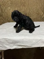 Ben, a male Labradoodle for sale in Pelzer, SC – Photo 6 of 10