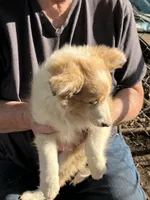 Lassie, a female Shetland Sheepdog for sale in Pelzer, SC – 1 of 10
