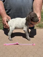 Pink girl, a female German Shorthaired Pointer for sale in Pelzer, SC – 2 of 6