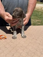Orange boy, a male German Shorthaired Pointer for sale in Pelzer, SC – 5 of 8