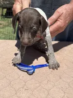 Blue Boy, a male German Shorthaired Pointer for sale in Pelzer, SC – 3 of 7