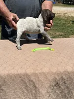 Neon boy , a male German Shorthaired Pointer for sale in Pelzer, SC – 5 of 7