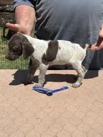 Blue Boy, a male German Shorthaired Pointer for sale in Pelzer, SC – 5 of 7