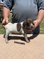 Black Boy, a male German Shorthaired Pointer for sale in Pelzer, SC – 3 of 6