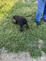 Blackie, a male Labradoodle for sale in Pelzer, SC – 4 of 6