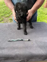 Blue boy, a male Labradoodle for sale in Pelzer, SC – Photo 3 of 5