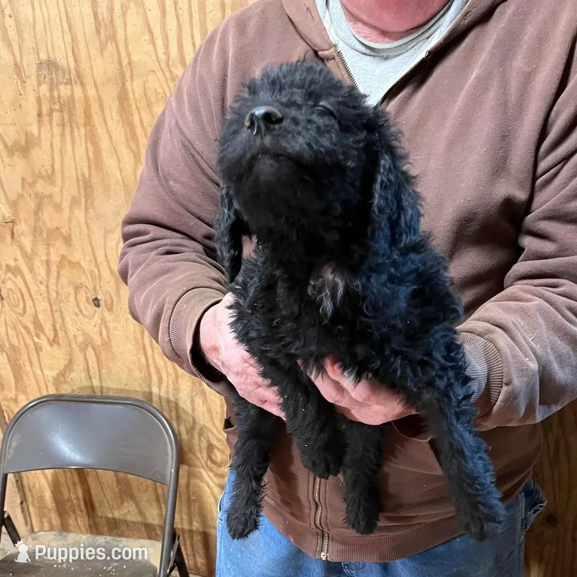 Noel, a female Labradoodle for sale in Pelzer, SC – Photo 3 of 5