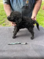 Blue boy, a male Labradoodle for sale in Pelzer, SC – Photo 2 of 5