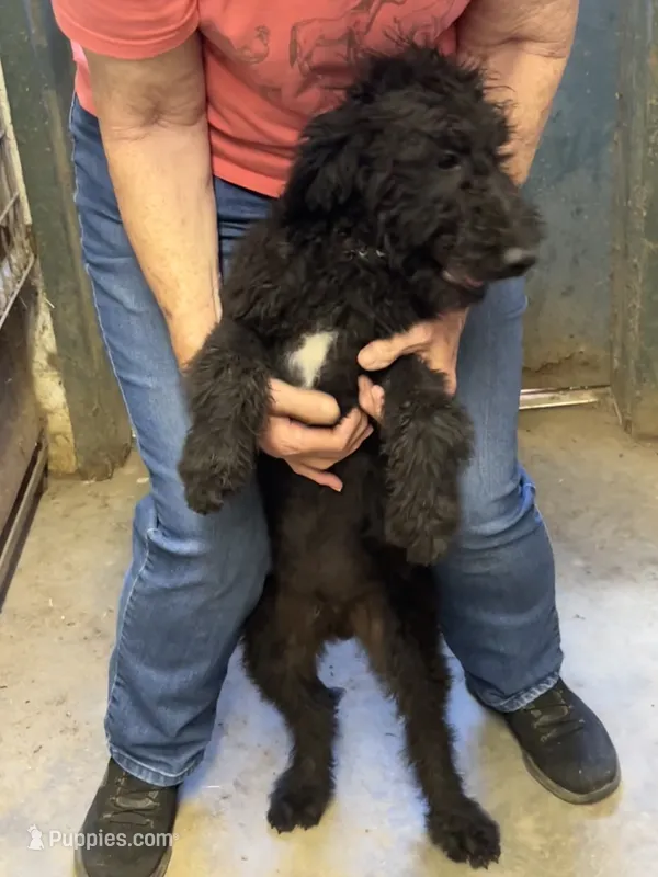 Blackie – Labradoodle puppy for sale in Pelzer, SC