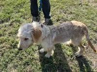 Buddy, a male Goldendoodle for sale in Pelzer, SC – Photo 3 of 8