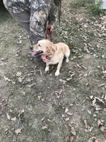 Buddy, a male Goldendoodle for sale in Pelzer, SC – Photo 8 of 8