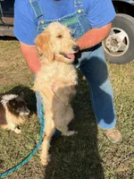 Buddy, a male Goldendoodle for sale in Pelzer, SC – Photo 6 of 8