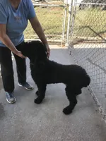 Buddy, a male Goldendoodle for sale in Pelzer, SC – Photo 7 of 8