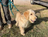 Buddy, a male Goldendoodle for sale in Pelzer, SC – Photo 5 of 8