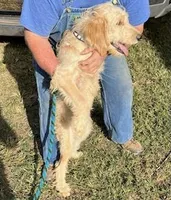 Buddy, a male Goldendoodle for sale in Pelzer, SC – Photo 2 of 8