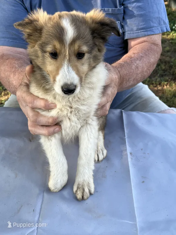 Laddie – Shetland Sheepdog puppy for sale in Pelzer, SC