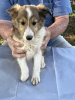 Laddie, a male Shetland Sheepdog for sale in Pelzer, SC – 1 of 9