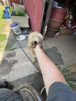 Molly, a female Labradoodle for sale in Pelzer, SC – 4 of 7