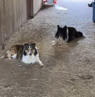 Sweetie , a female Shetland Sheepdog for sale in Pelzer, SC – 7 of 9