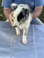 Blue two, a female Shetland Sheepdog for sale in Pelzer, SC – 2 of 9