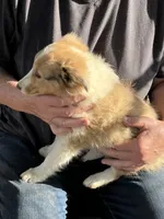 Lassie, a female Shetland Sheepdog for sale in Pelzer, SC – 2 of 10