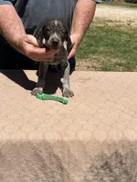 Green Boy, a male German Shorthaired Pointer for sale in Pelzer, SC – 4 of 10