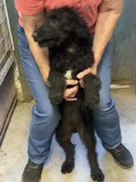 Blackie, a male Labradoodle for sale in Pelzer, SC – 2 of 6