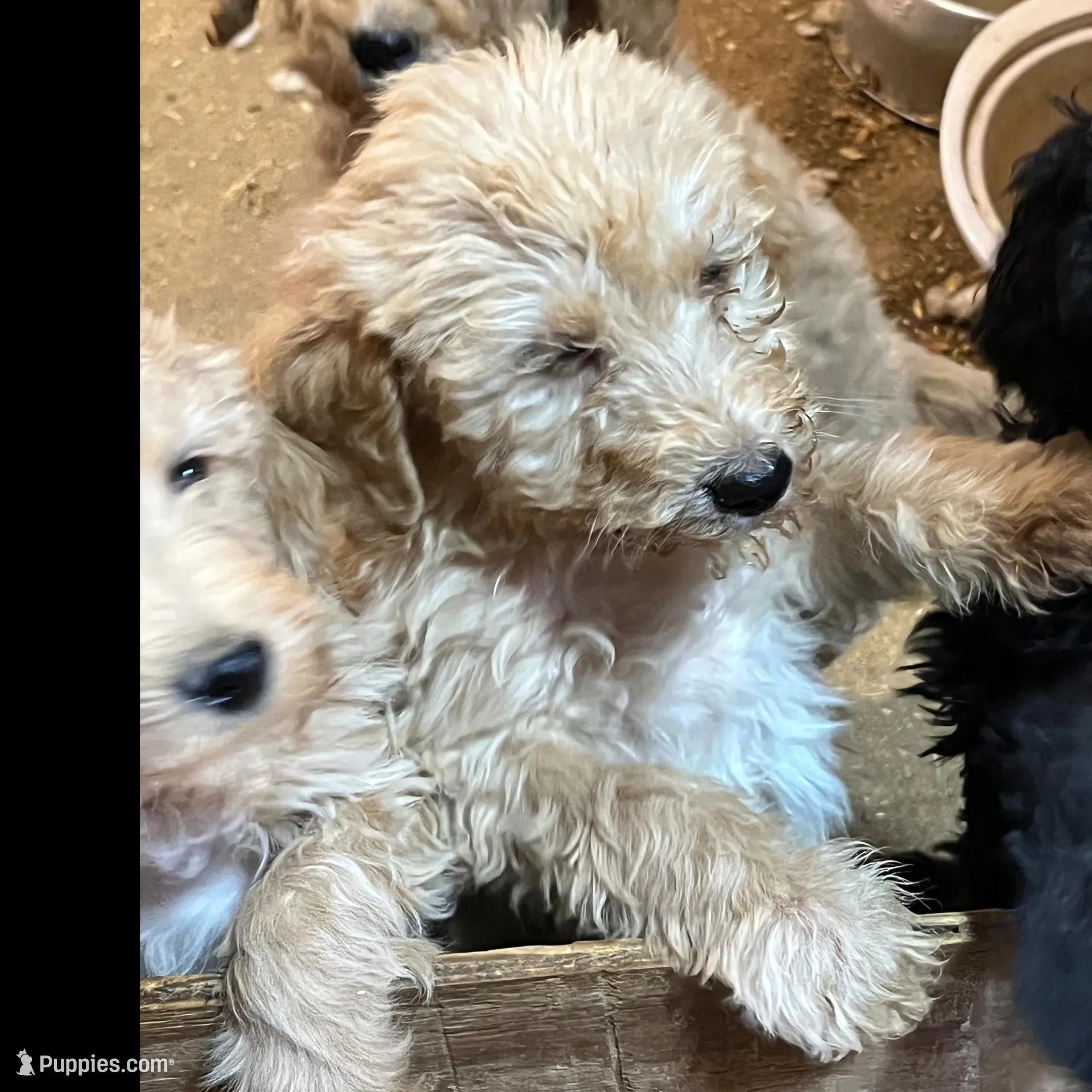 Dolly, a female Labradoodle for sale in Pelzer, SC – Photo 5 of 9