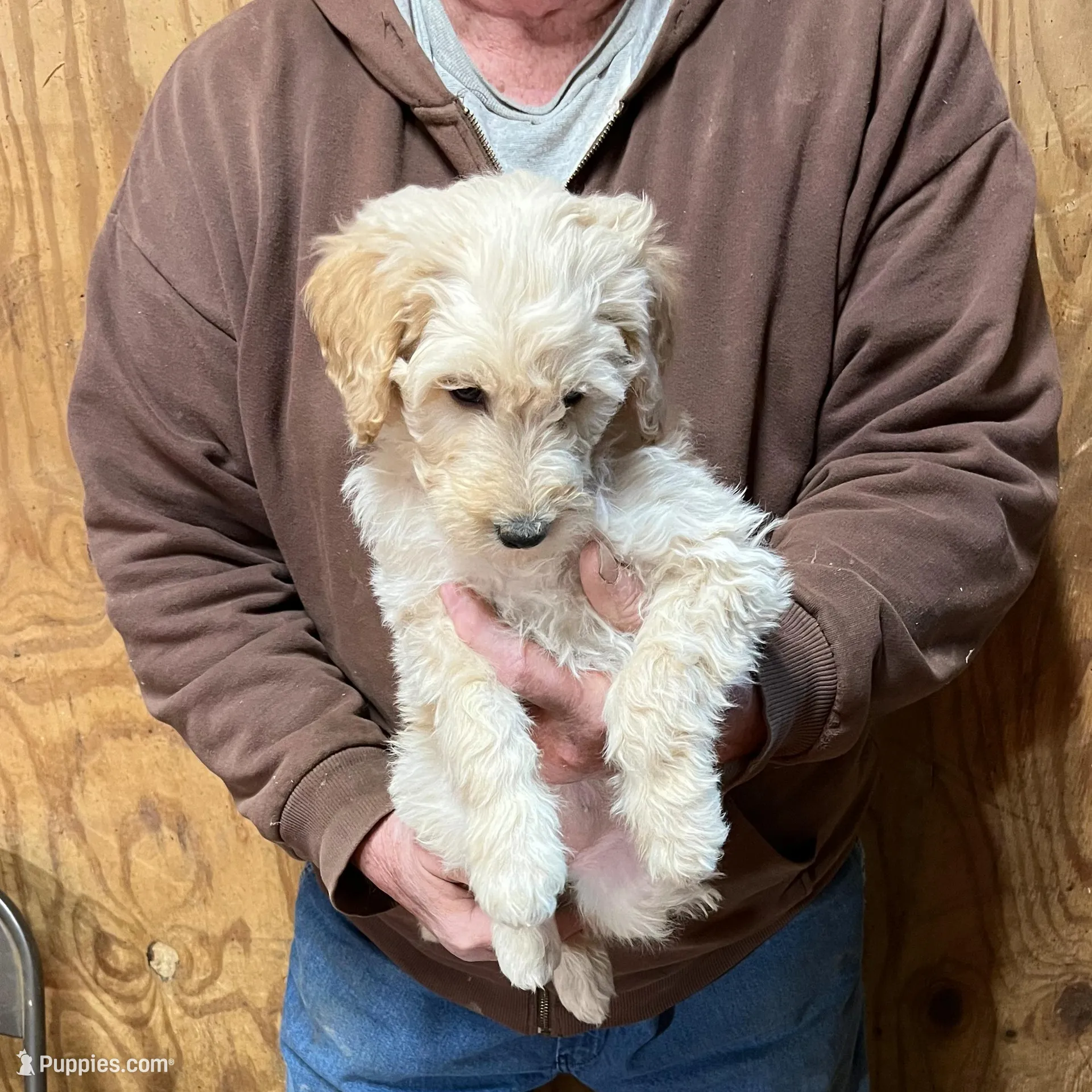 Dolly, a female Labradoodle for sale in Pelzer, SC – Photo 3 of 9