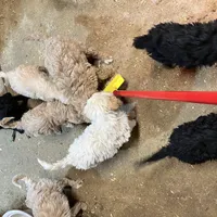 Dolly, a female Labradoodle for sale in Pelzer, SC – Photo 6 of 9