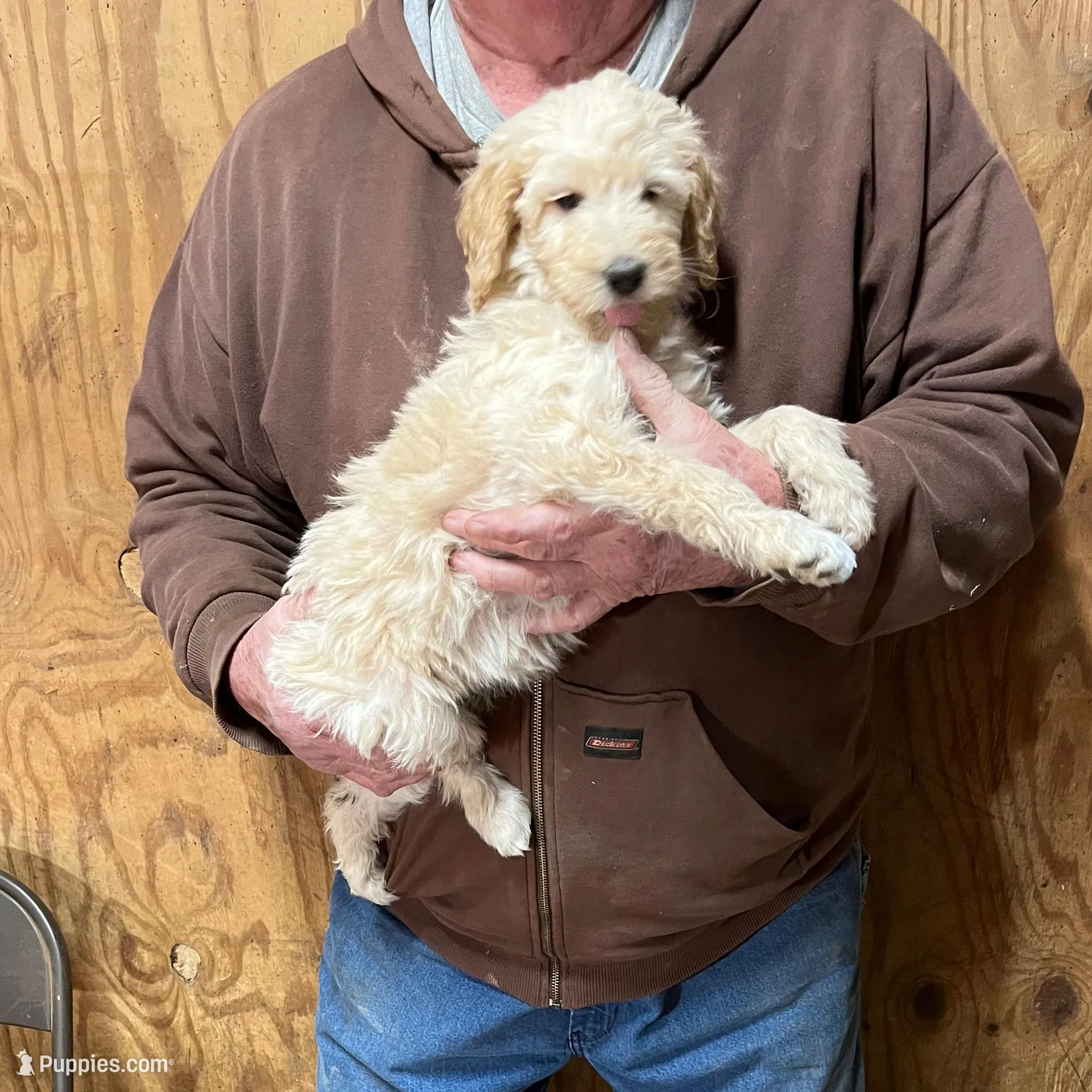 Dolly, a female Labradoodle for sale in Pelzer, SC – Photo 4 of 9