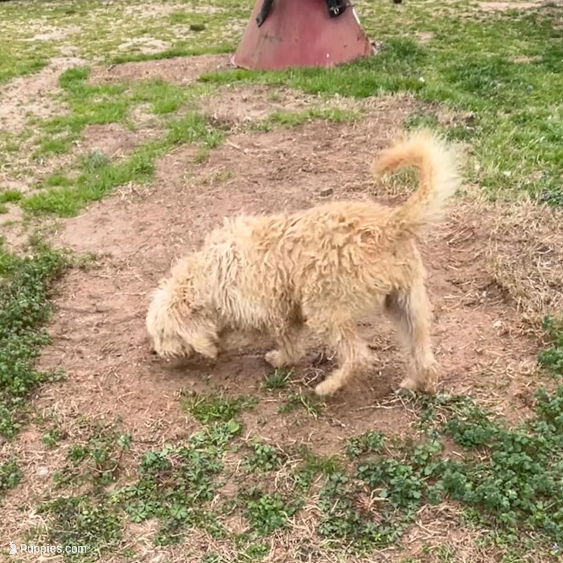 Dolly, a female Labradoodle for sale in Pelzer, SC – Photo 8 of 9