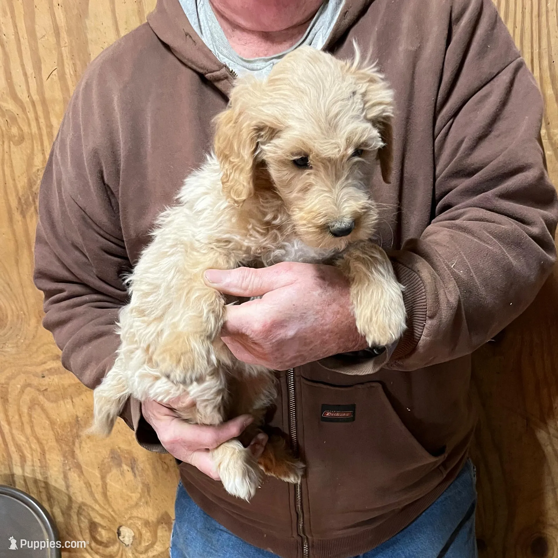 Dolly, a female Labradoodle for sale in Pelzer, SC – Photo 2 of 9