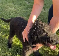 Blackie, a male Labradoodle for sale in Pelzer, SC – 3 of 6