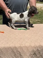 Green Boy, a male German Shorthaired Pointer for sale in Pelzer, SC – 6 of 10