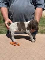 Orange boy, a male German Shorthaired Pointer for sale in Pelzer, SC – 3 of 8